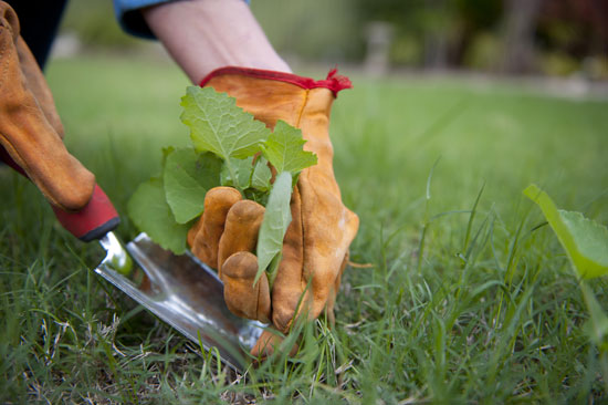 Remove perennial weeds such as bindweed and couch grass before planting. They can deprive your tree or shrub of nutrients if left to grow.